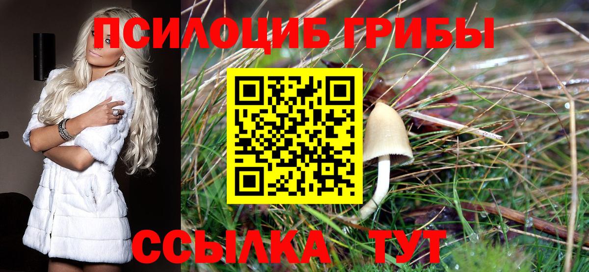Псилоцибиновые грибы мицелий Торжок