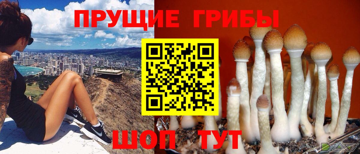 Торжок  Псилоцибиновые грибы прущие грибы  Вход с VPN 